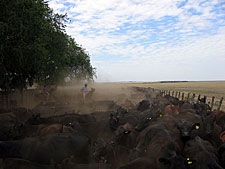 Argentina-Buenos Aires-Estancia Pampas El Silencio